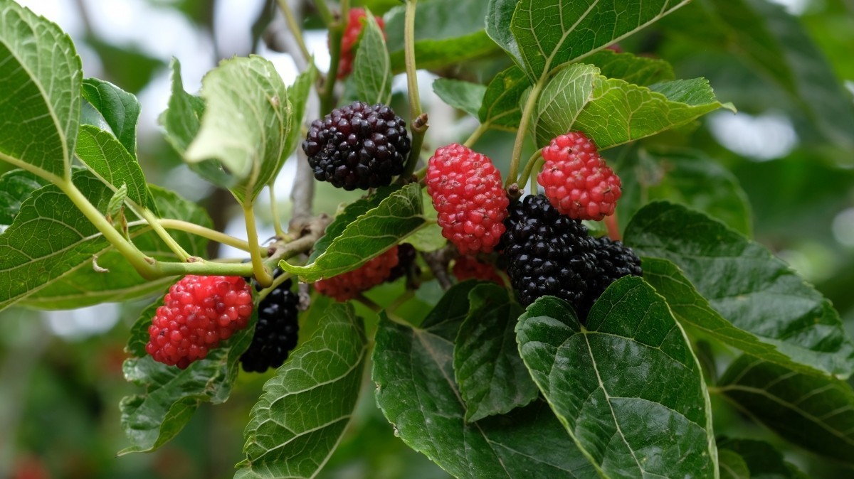 Шелковица - редкая в России ягода. В июне ее привезут из Армении. 