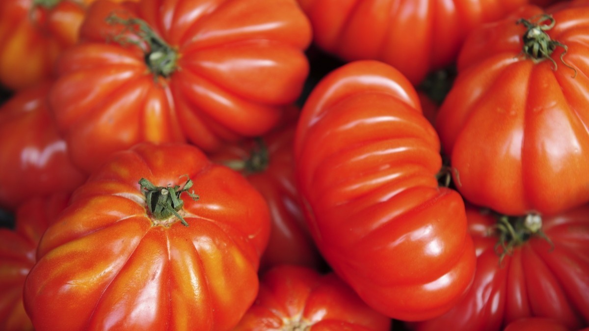 На прилавках супермаркетов и рынков появятся не только все возможные сорта помидоров из солнечного Азербайджана, но и привычные дачника российские сорта. Один из них - "Бычье сердце".